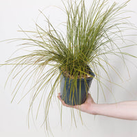 Carex testacea Prairie Fire