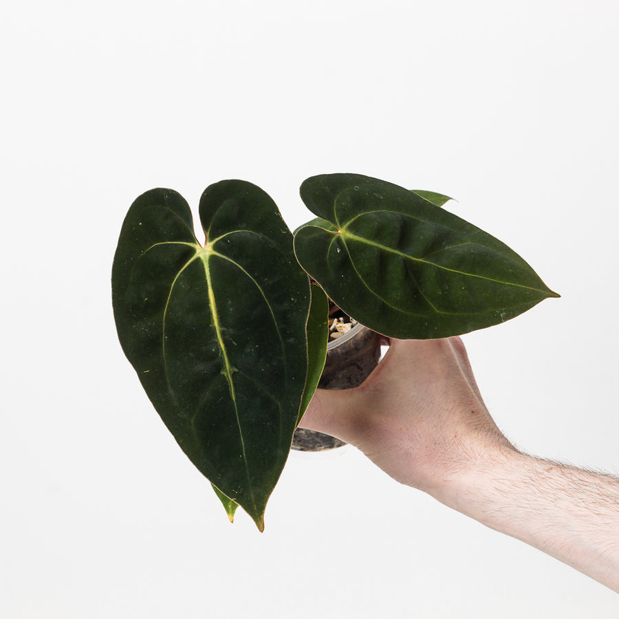 Anthurium carlablackiae 'GPH001' x papillilaminum 'RA5' - GROW TROPICALS