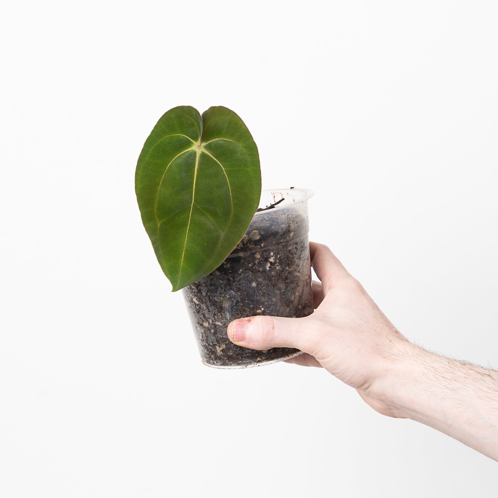 anthurium carlablackiae for sale Anthurium carlablackiae 'GPH001' x papillilaminum 'RA5' | Plants