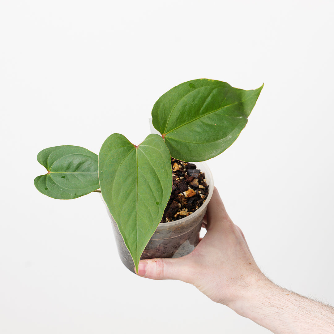 anthurium caramantae Anthurium 'Carmesin' | Plants