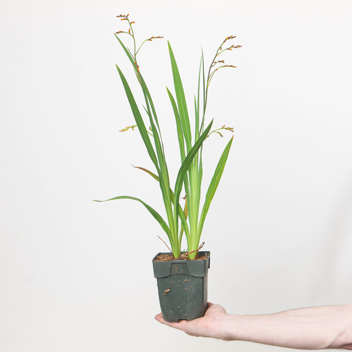 Crocosmia 'Carmine Brilliant' 11cm / 0.75L Plants - Outdoor GROW TROPICALS
