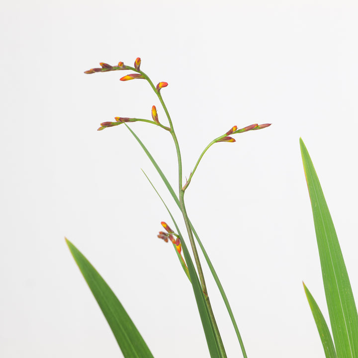 Crocosmia 'Carmine Brilliant' Plants - Outdoor GROW TROPICALS