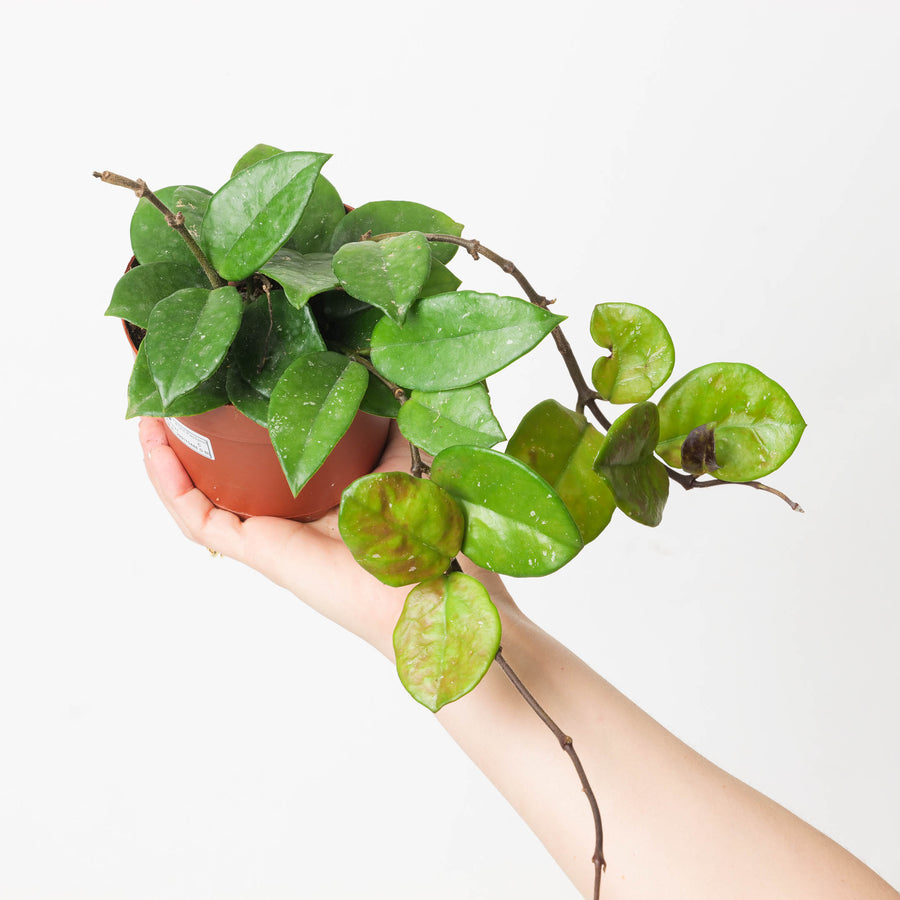 Hoya Carnosa Freckled ’Splash’ - GROW TROPICALS