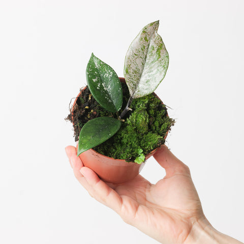 Hoya carnosa 'Stardust' Plants GrowTropicals