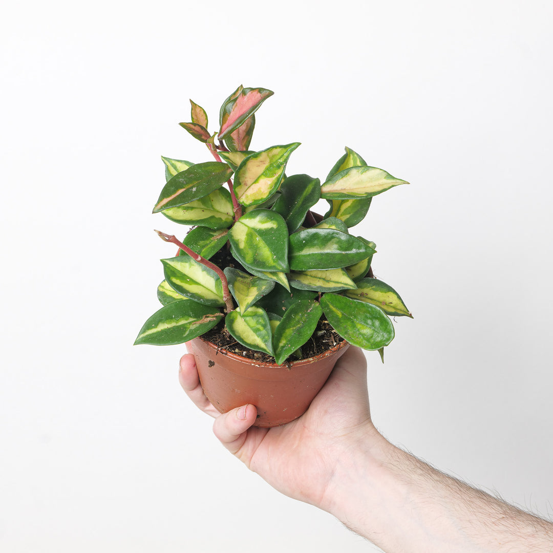 Hoya Carnosa Tricolor 12cm Plants GrowTropicals