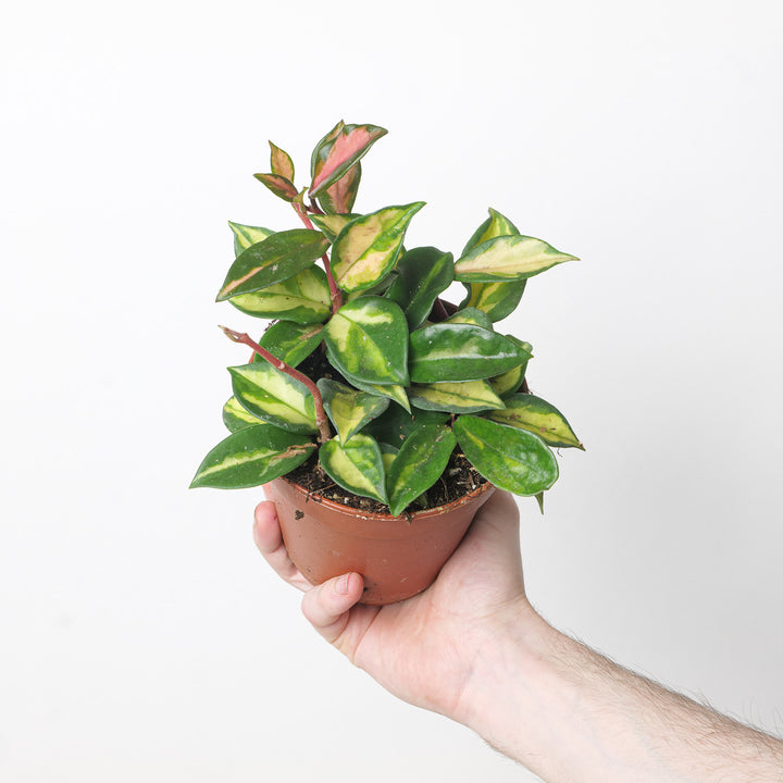 Hoya Carnosa Tricolor 12cm Plants GrowTropicals