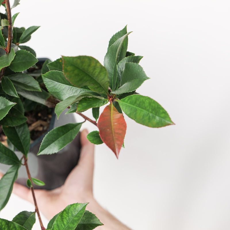 Photinia × fraseri 'Carré Rouge' Plants - Outdoor GROW TROPICALS