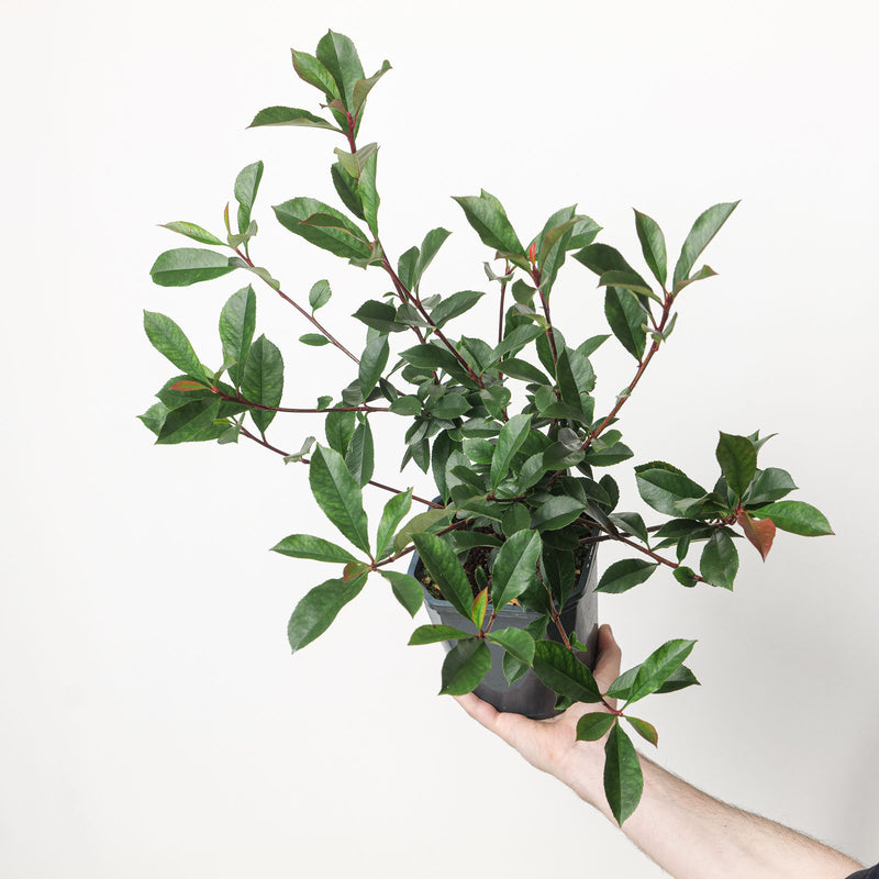 Photinia × fraseri 'Carré Rouge' 17cm / 2L Plants - Outdoor GROW TROPICALS