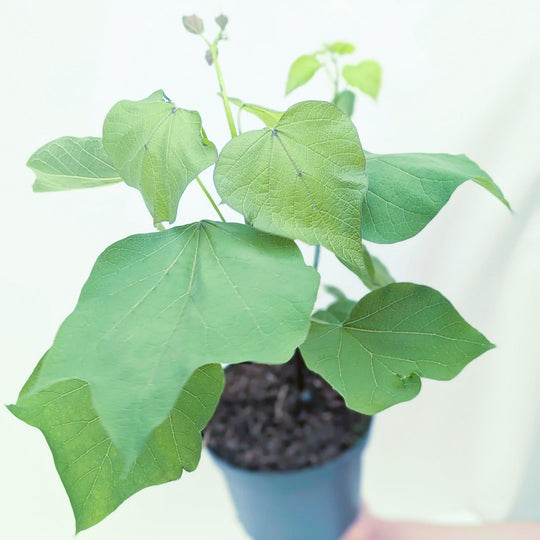 Catalpa erubescens 'Purpurea' Plants - Outdoor GROW TROPICALS
