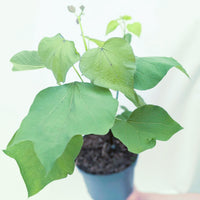Catalpa erubescens 'Purpurea'