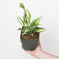 Hosta 'Catherine'