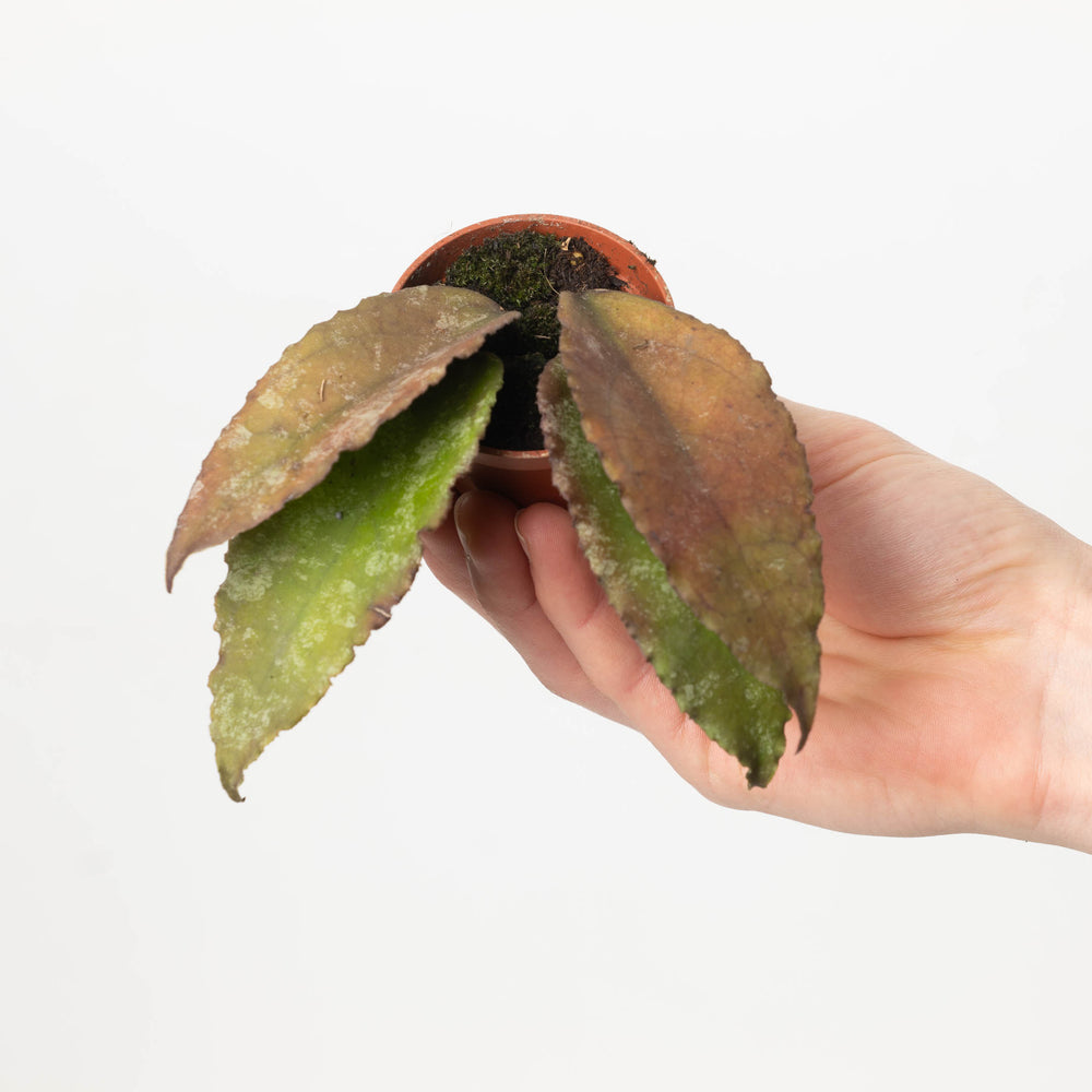 Hoya caudata aff - GROW TROPICALS