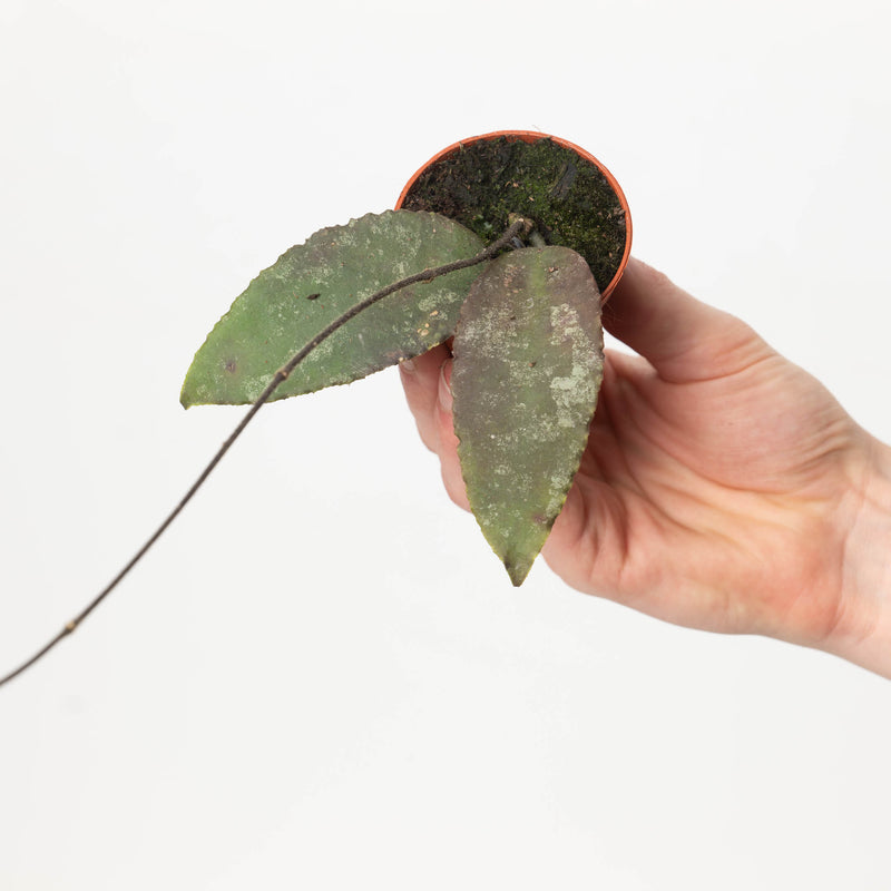 Hoya caudata aff — 6cm