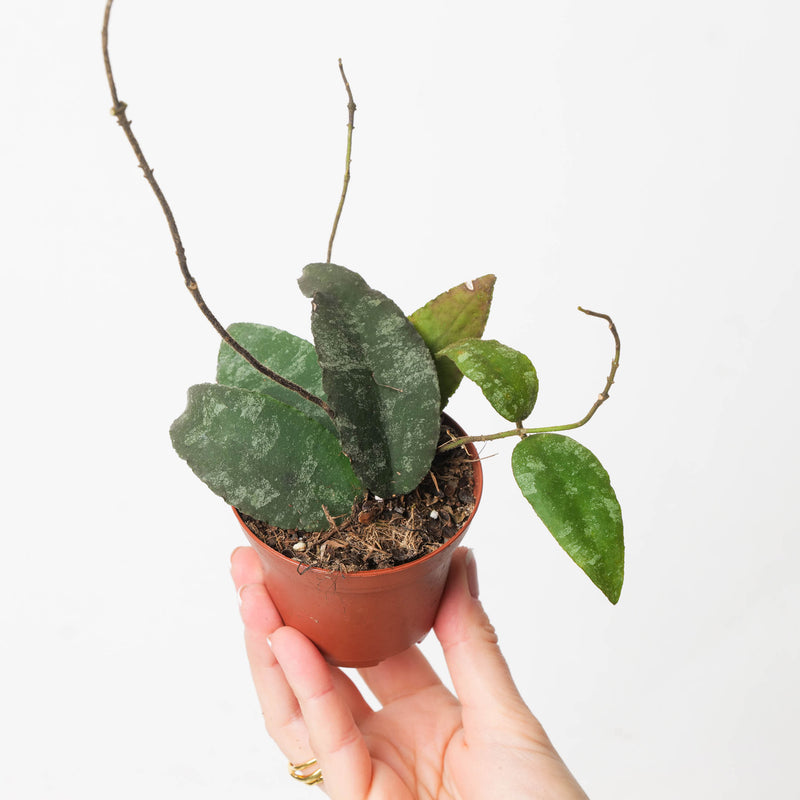 Hoya Caudata Sumatra Plants GrowTropicals