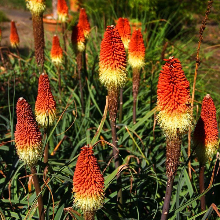 Kniphofia caulescens