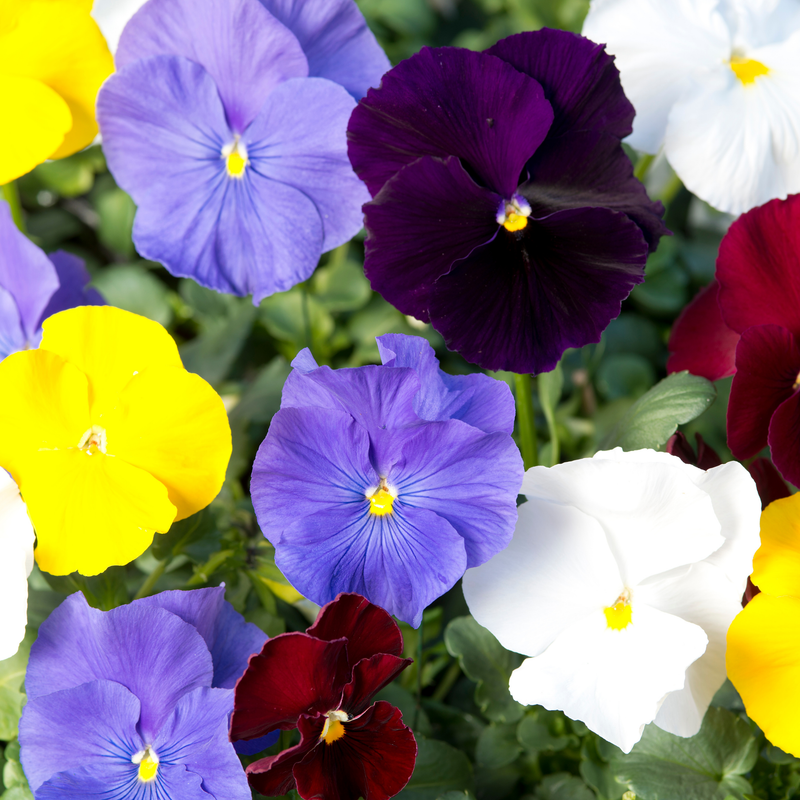 Baking with Flowers Seed Collection Seeds Piccolo Seeds