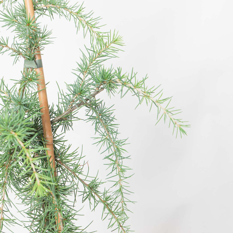Cedrus deodara 'Pendula' foliage detail