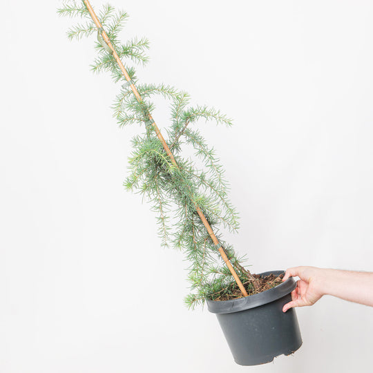 Cedrus deodara 'Pendula' 23cm / 5L Plants - Outdoor GROW TROPICALS