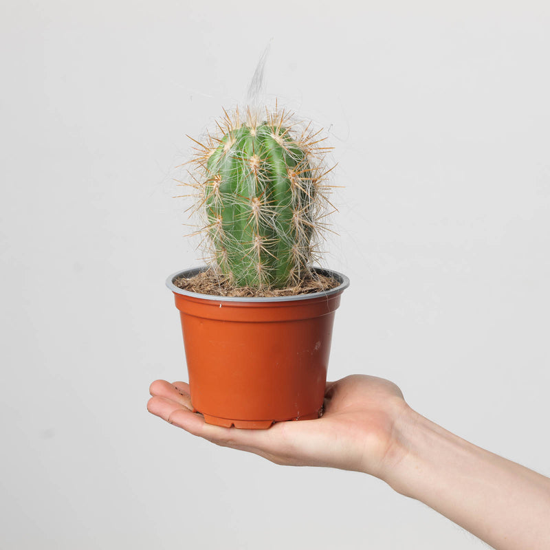 Oreocereus celsianus 12cm Plants GrowTropicals