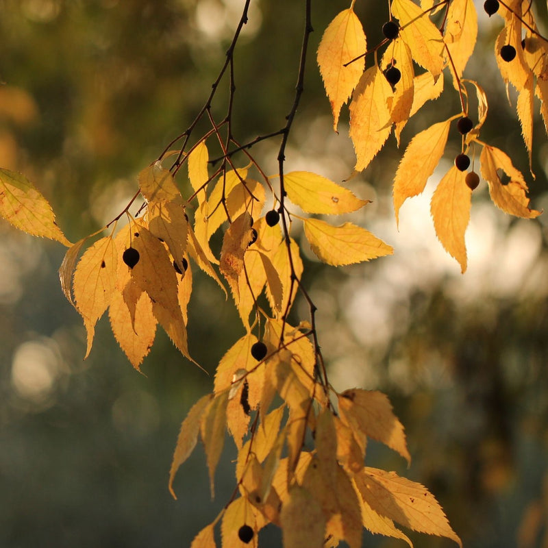 Celtis australis Plants - Outdoor GROW TROPICALS