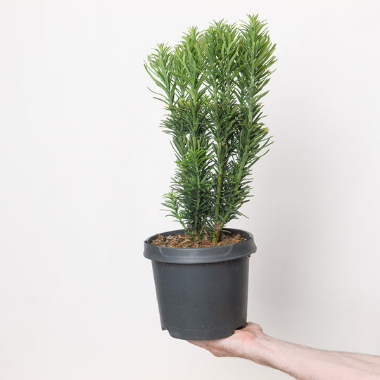 Cephalotaxus harringtonia 'Fastigiata' Plants - Outdoor GROW TROPICALS