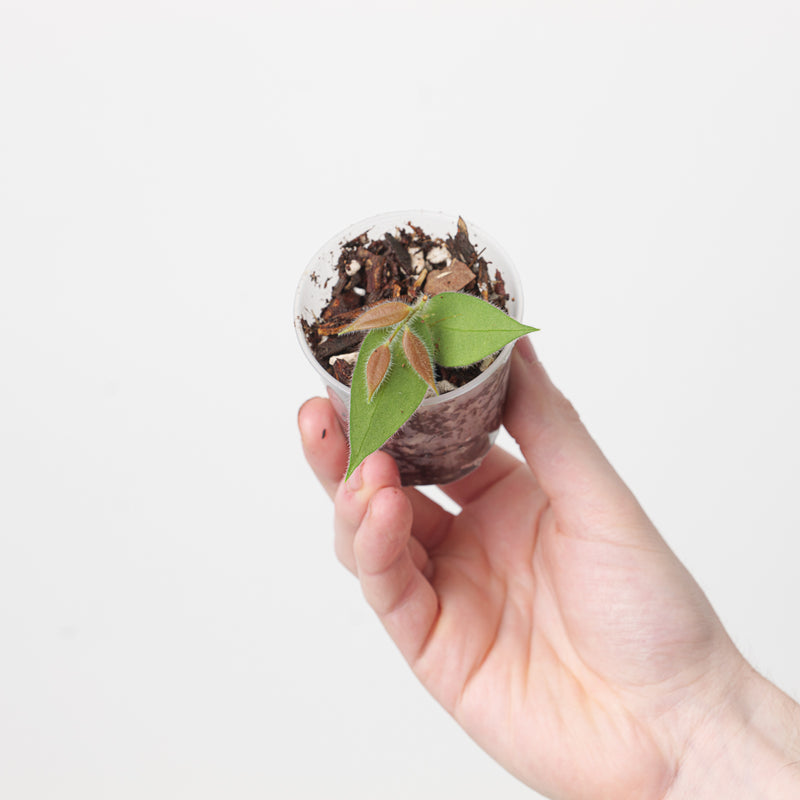 Ceratostema loucianae 6cm Plants GrowTropicals