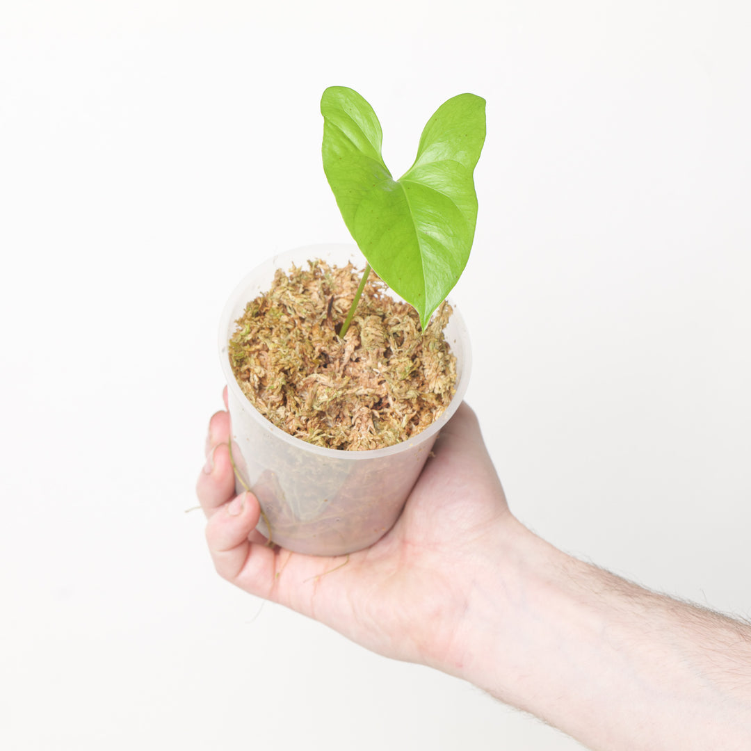 Cercestis Congensis Plants GrowTropicals