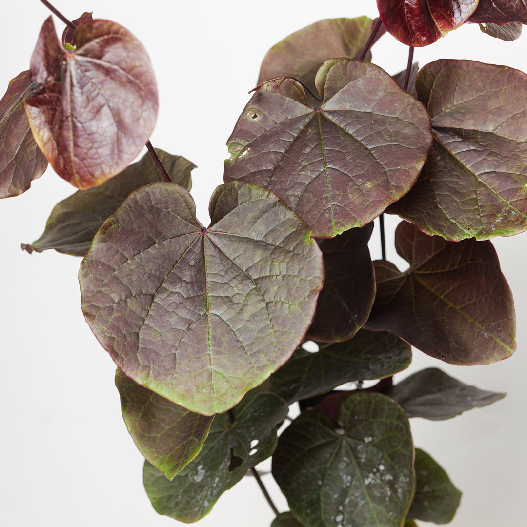 Cercis canadensis 'Merlot'