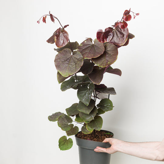 Cercis canadensis 'Merlot' 23cm / 5L Plants - Outdoor GROW TROPICALS
