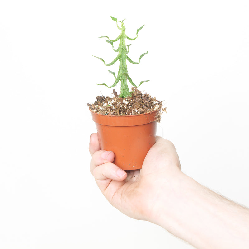 Ceropegia simoneae Plants GrowTropicals