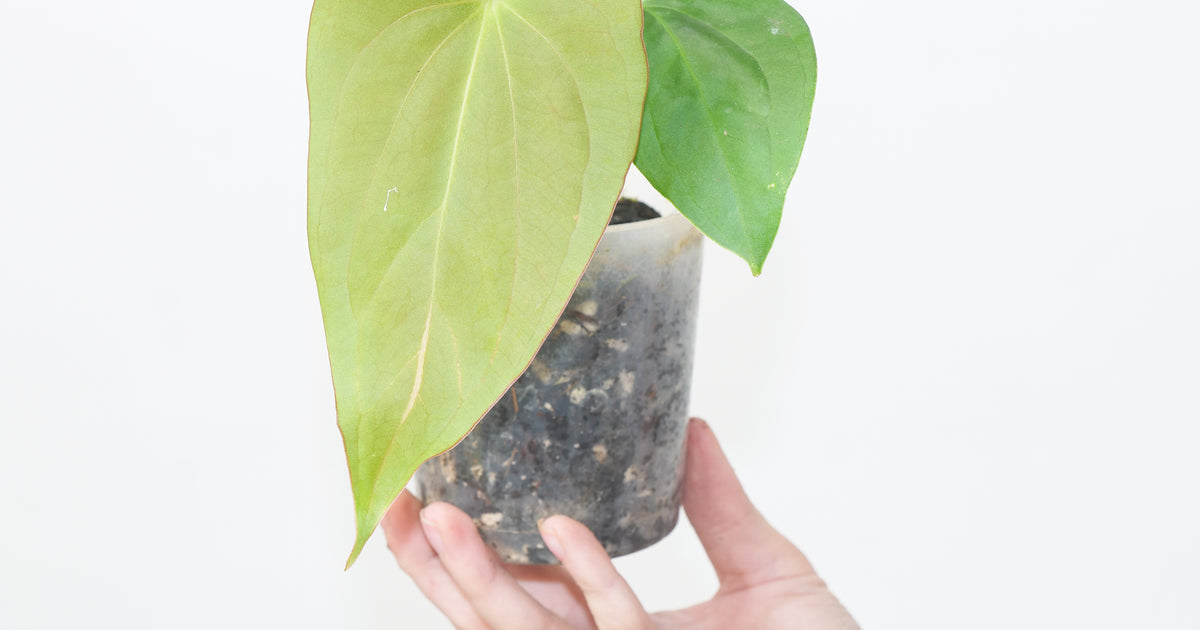 Anthurium (cerrocampanense x papillilaminum) x papillilaminum seedling |  Plants