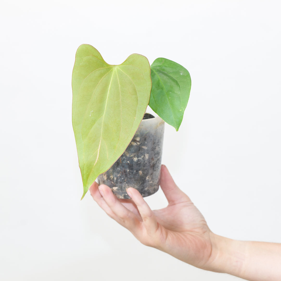 Anthurium (cerrocampanense x papillilaminum) x papillilaminum seedling 9cm #34 (Exact Plant) Plants GrowTropicals