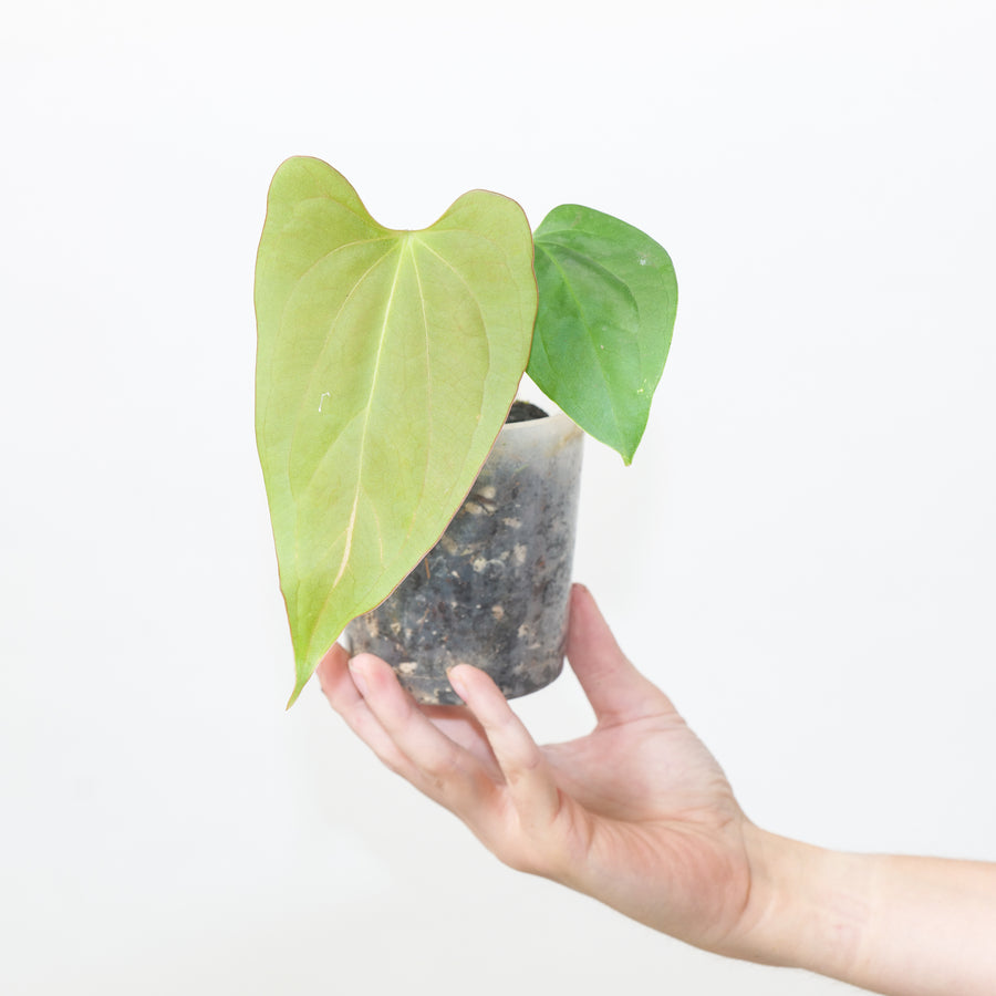 Anthurium (cerrocampanense x papillilaminum) x papillilaminum seedling 9cm #34 (Exact Plant) Plants GrowTropicals