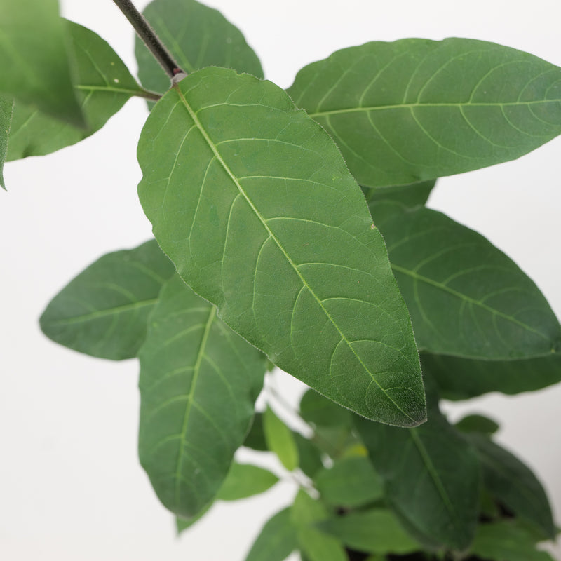 Cestrum fasciculatum Plants - Outdoor GROW TROPICALS
