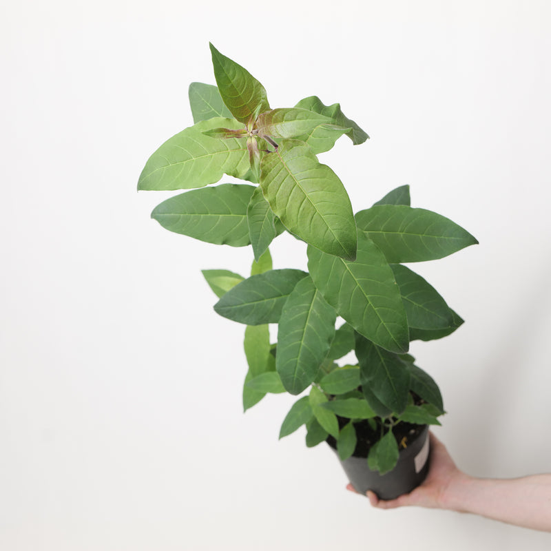 Cestrum fasciculatum 17cm / 2L Plants - Outdoor GROW TROPICALS