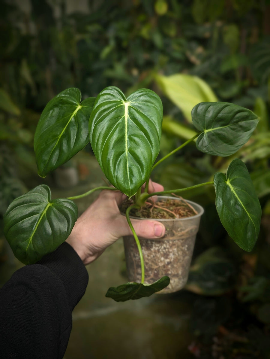 Philodendron 'McDowell' cf. - GROW TROPICALS