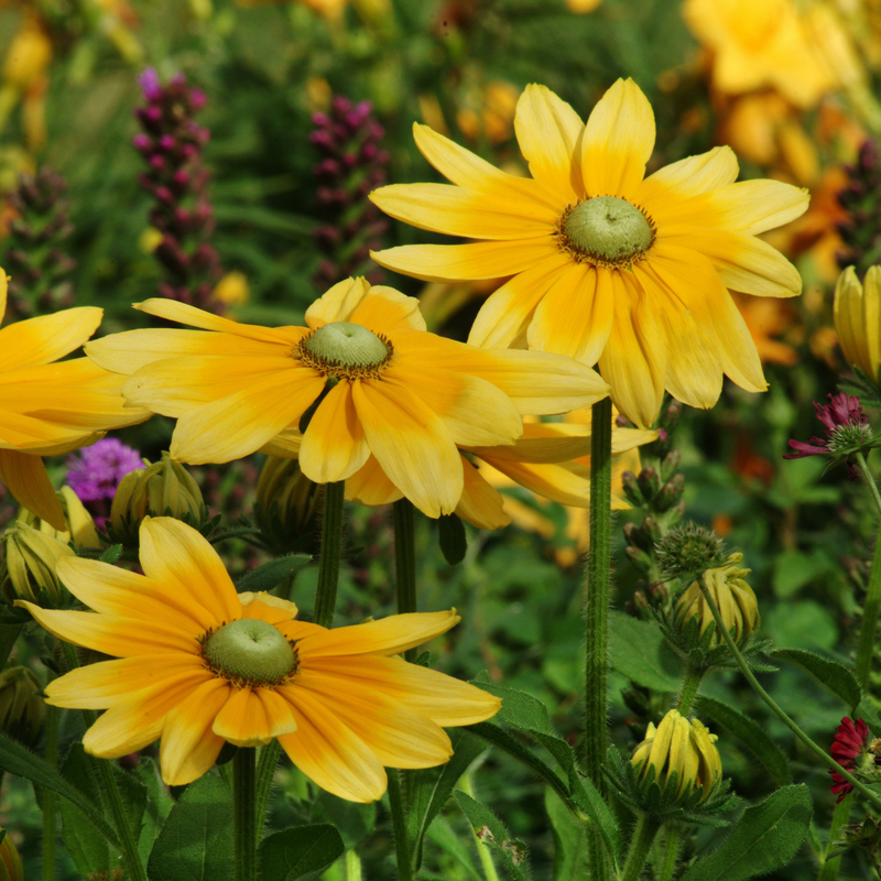 Rudbeckia 'Green Eyes' Seeds — Default Title