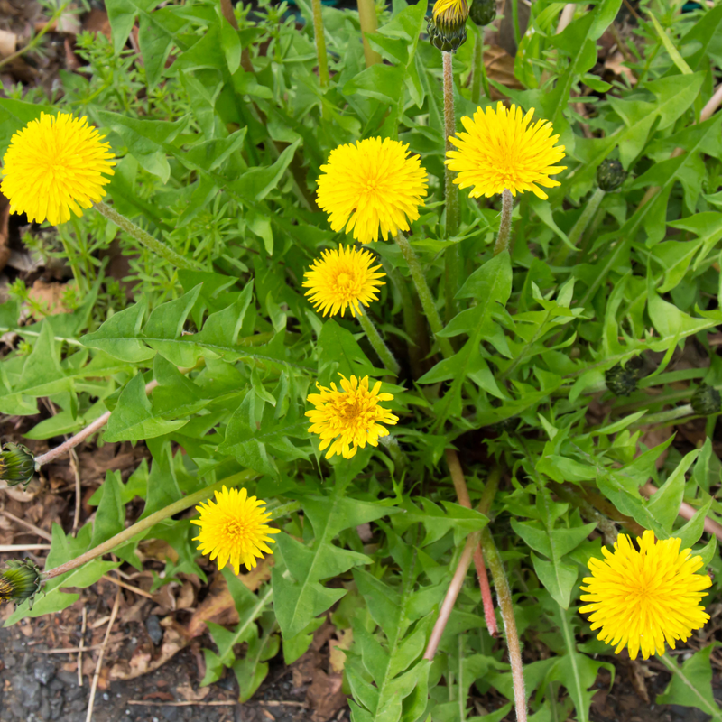 Dandelion 'Vert de Montmagny' Seeds — Default Title