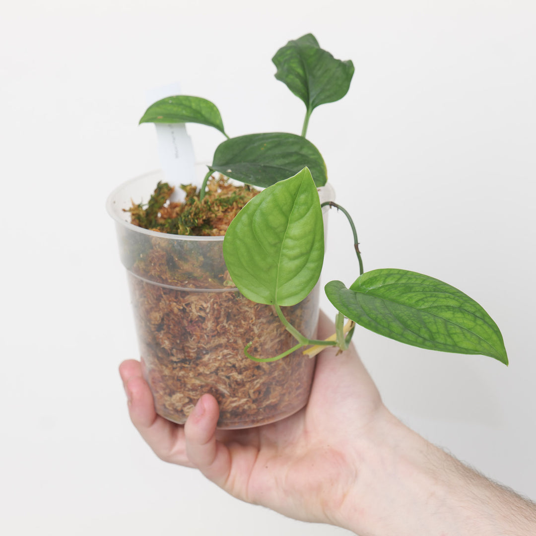 Monstera cf. obliqua 'Peru' Plants GrowTropicals