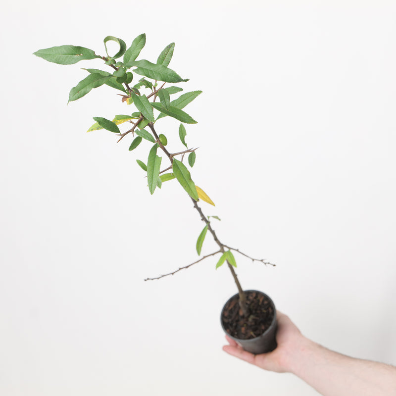 Chaenomeles cathayensis Plants - Outdoor GROW TROPICALS