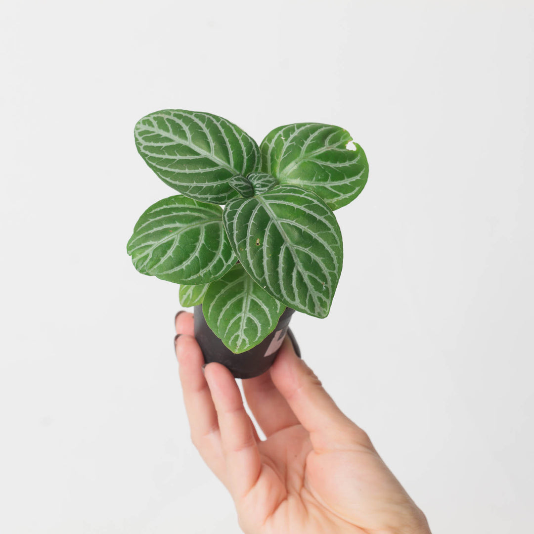 Chamaeranthemum venosum - GROW TROPICALS