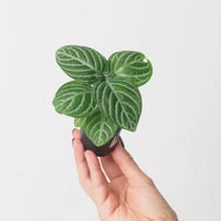 Chamaeranthemum venosum