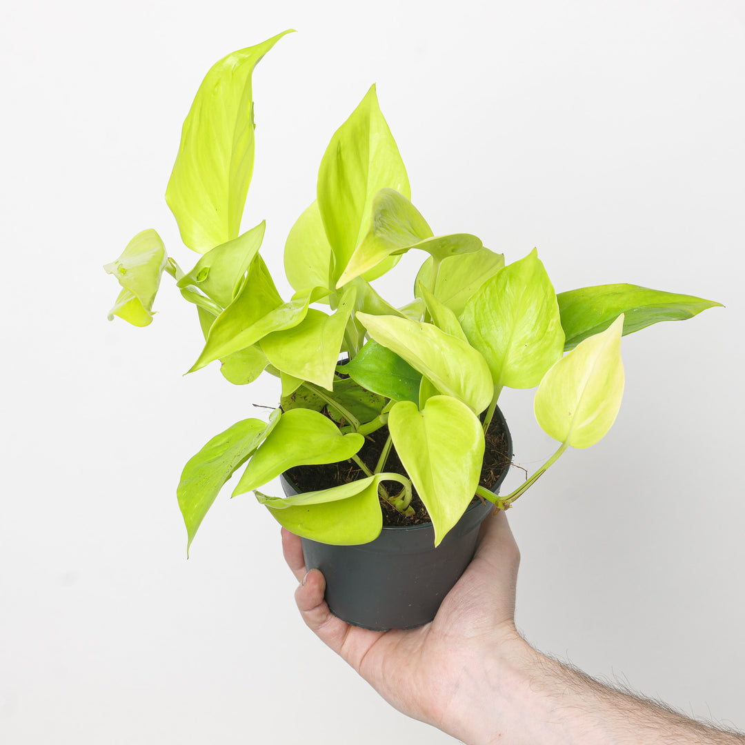 Epipremnum Champs Élysées Plants GrowTropicals