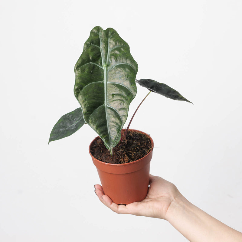 Alocasia Chantrieri 12cm Plants GrowTropicals