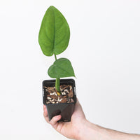 Syngonium chiapense