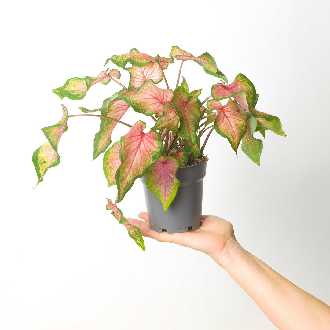 Caladium Chinook Plants GrowTropicals