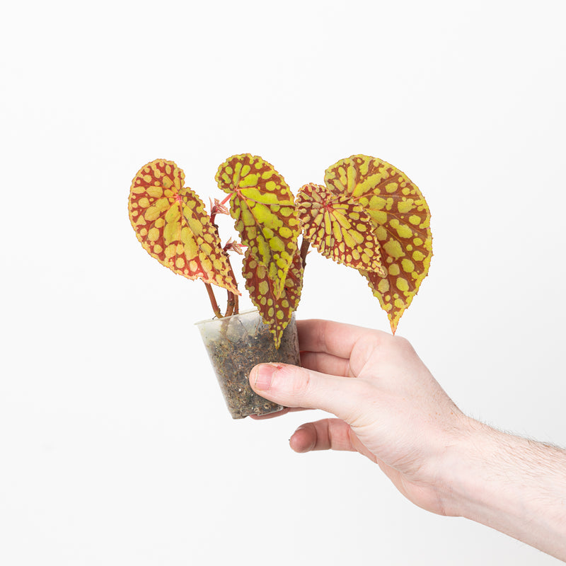 Begonia chlorosticta | Begonia U038 Plants GrowTropicals
