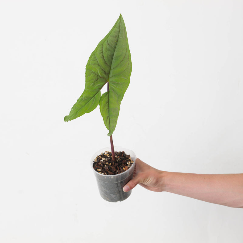 Chlorospatha atropurpurea Plants GrowTropicals