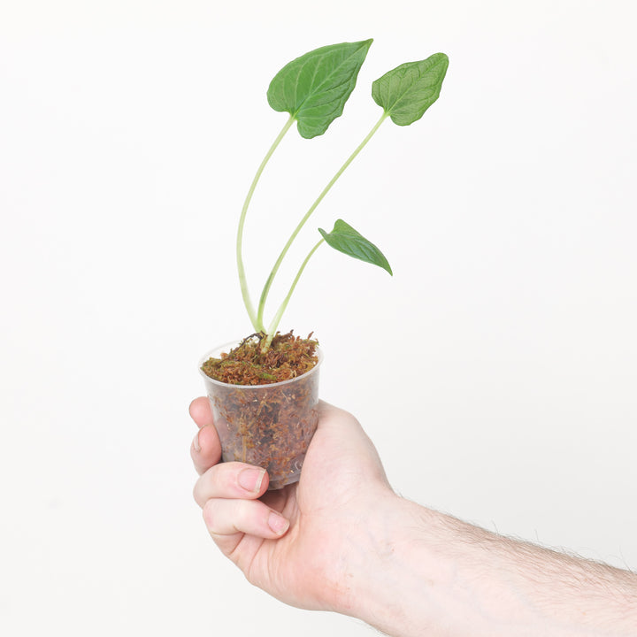 Chlorospatha longipoda 6cm Plants GrowTropicals