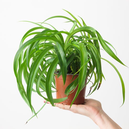 Chlorophytum comosum 'Green Bonnie' Plants GrowTropicals